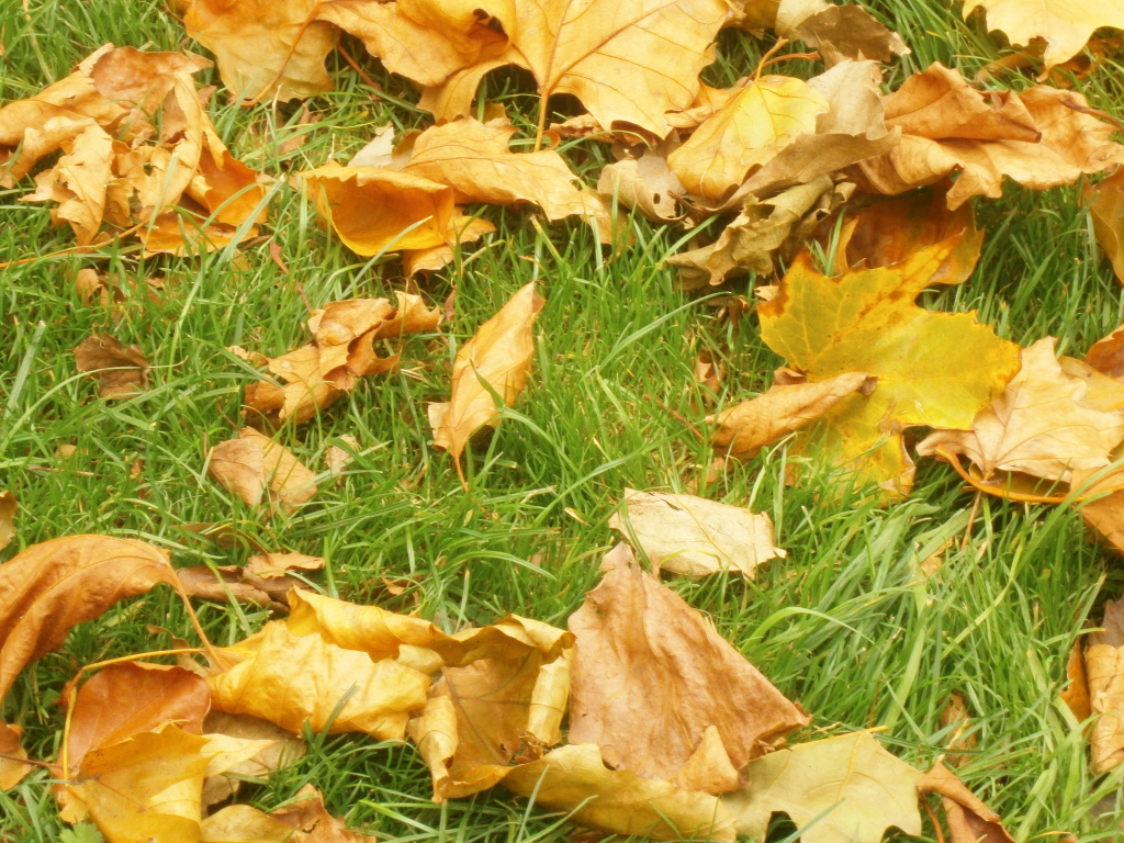 Three top tips to tidy up your garden this autumn